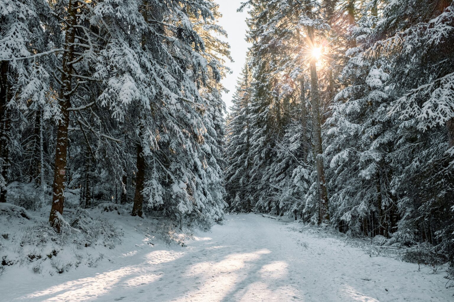 RIT - Etch Blueprint för snölandskap i skog.