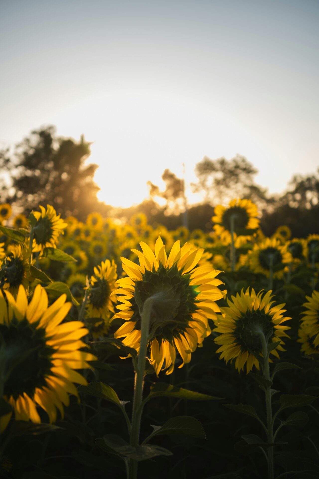 Pana k s0lvwKX p0I unsplash
