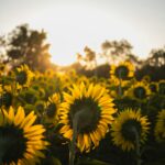 Pana k s0lvwKX p0I unsplash